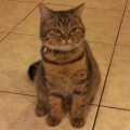 owlark