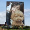nizorson