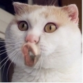 chiahwa90003