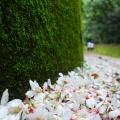 瞇瞇豆