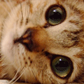 radiocat