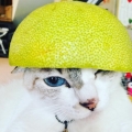 金圓寶