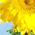 juliemeonly