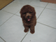 ccchien