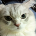 littlezoe