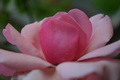 ying chun
