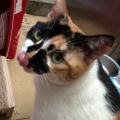 Phedra