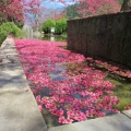 權紫芊