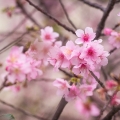 Zheng song