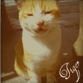 Tiger Lee