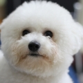 ming0526