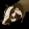 woollykangko