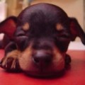 chijon.li