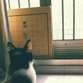 Fusuling