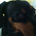 honeyi