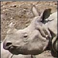 S-Rhino
