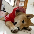 小炭