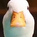 TSLnce
