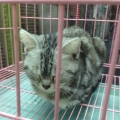 阿穎a