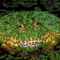 bullfrogseed