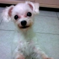 miou0650