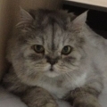 cutepixy