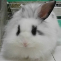 MIMI兔