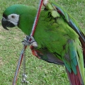 Teresa Birdy