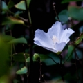 PureFortune