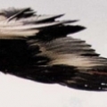 jiewun
