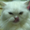 loveuico