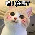 張張Jenny