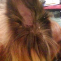 barkingdog