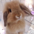 Amber_Yeh