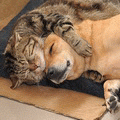 咪cat