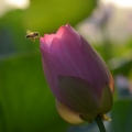 buknoy620316