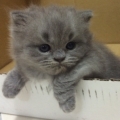 Li lun