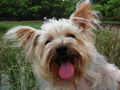 sleepdog0228