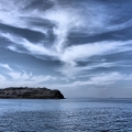 dolphin82