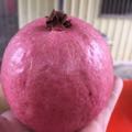 紅芭樂小弟
