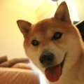 Ashiba