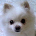 小悅兔