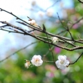戾鶴骨
