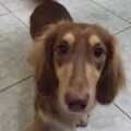 suasagedog