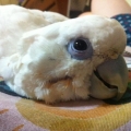 S王子
