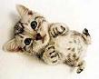 cute-cat