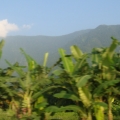 莊阿富