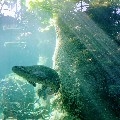 還在冬天呢~