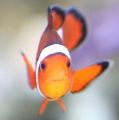 愛游泳的魚