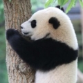 koalapanda